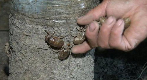 知了猴、蚂蚱还能吃？快看禁食陆生野生动物名单，蝗虫养殖面临变数！