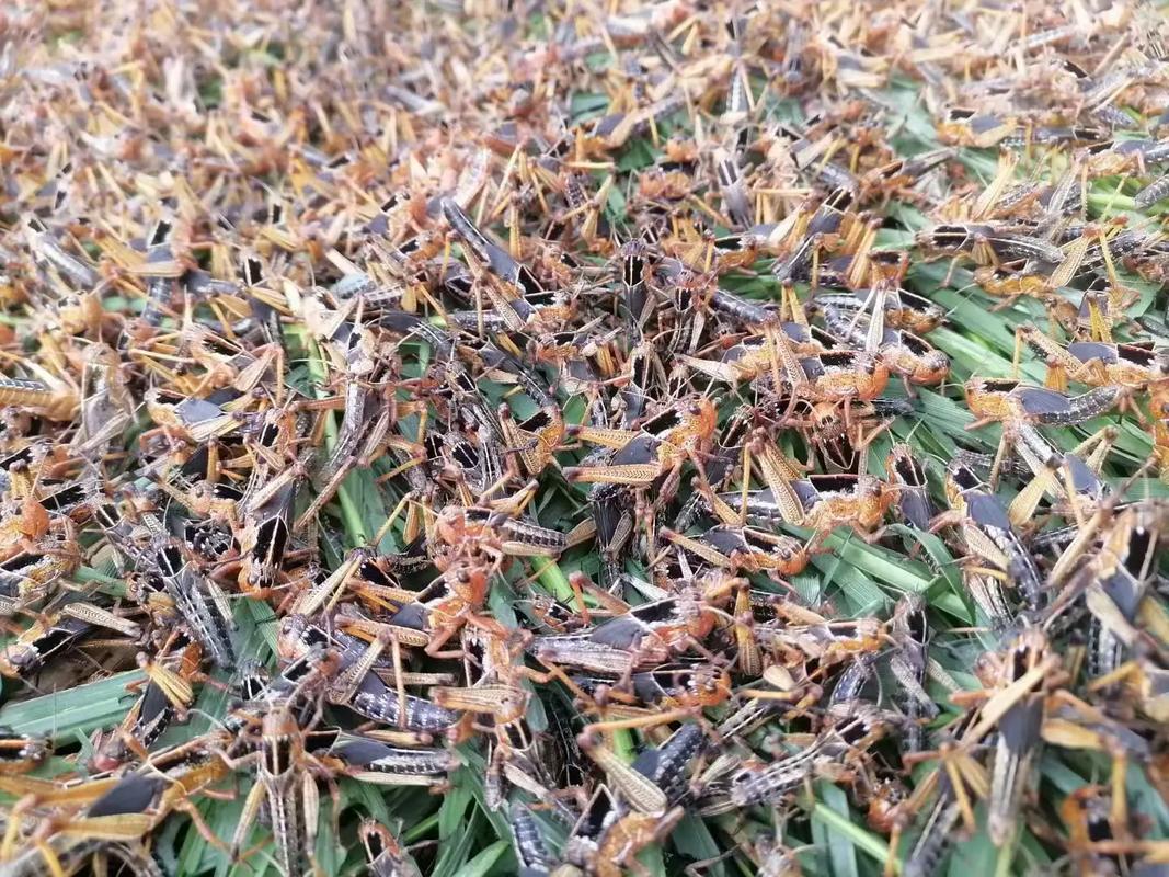 近距离看蚂蚱 从田野害虫到致富金虫