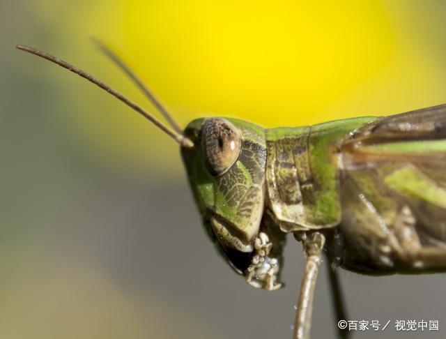 养蚂蚱挣钱吗,养殖蚂蚱投入的成本高么?