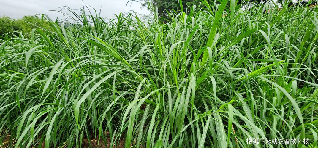 养殖蝗虫选择哪种多年生牧草比较好？