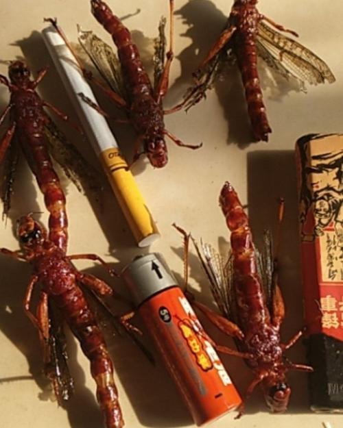 一手货源直供 自家蝗虫养殖场的蜂窝煤批发零售新思路