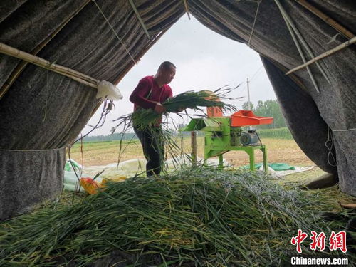 山东数千万只蚂蚱 卖不了 放不下 养殖户渴盼出禁食昆虫名单