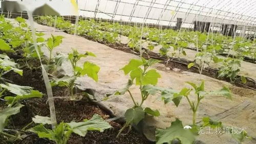 有机基质无土栽培与绿色食品蔬菜生产 蝗虫养殖的生态协同之道