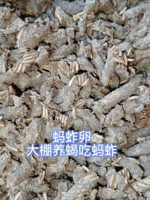 大棚养蝎与蝗虫养殖的创新之道—陈超峰的生态致富经