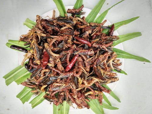 每年糟蹋万吨粮食，所过之处寸草不生，却成热门养殖，一斤30元——蝗虫养殖的意外反转为哪般？