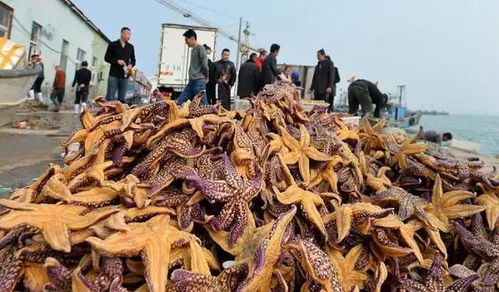 海底蝗虫肆虐，蛤蜊养殖户面临海星与“泥蚂”双重侵食危机