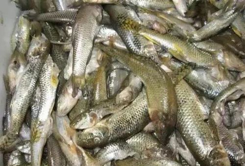 乡村小河特有的5种野味，最后一种吃过的人可能都当爷爷了