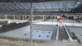 虾池漆与工厂化水产养殖专属施工规范 全面提升养虾效益的技术密钥